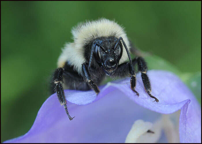 Image of Tricolored Bumble Bee