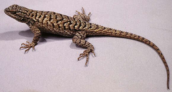 Image of Sceloporus undulatus elongatus Stejneger 1890