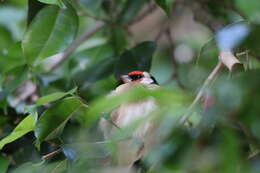 Carduelis carduelis parva Tschusi 1901的圖片