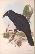 Image of Corvus Linnaeus 1758