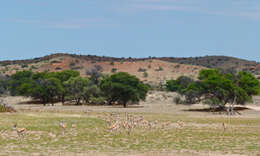 Image of Springbok