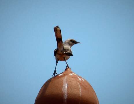 Image of Mimus Boie & F 1826