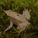 Image of Darwin's Frog