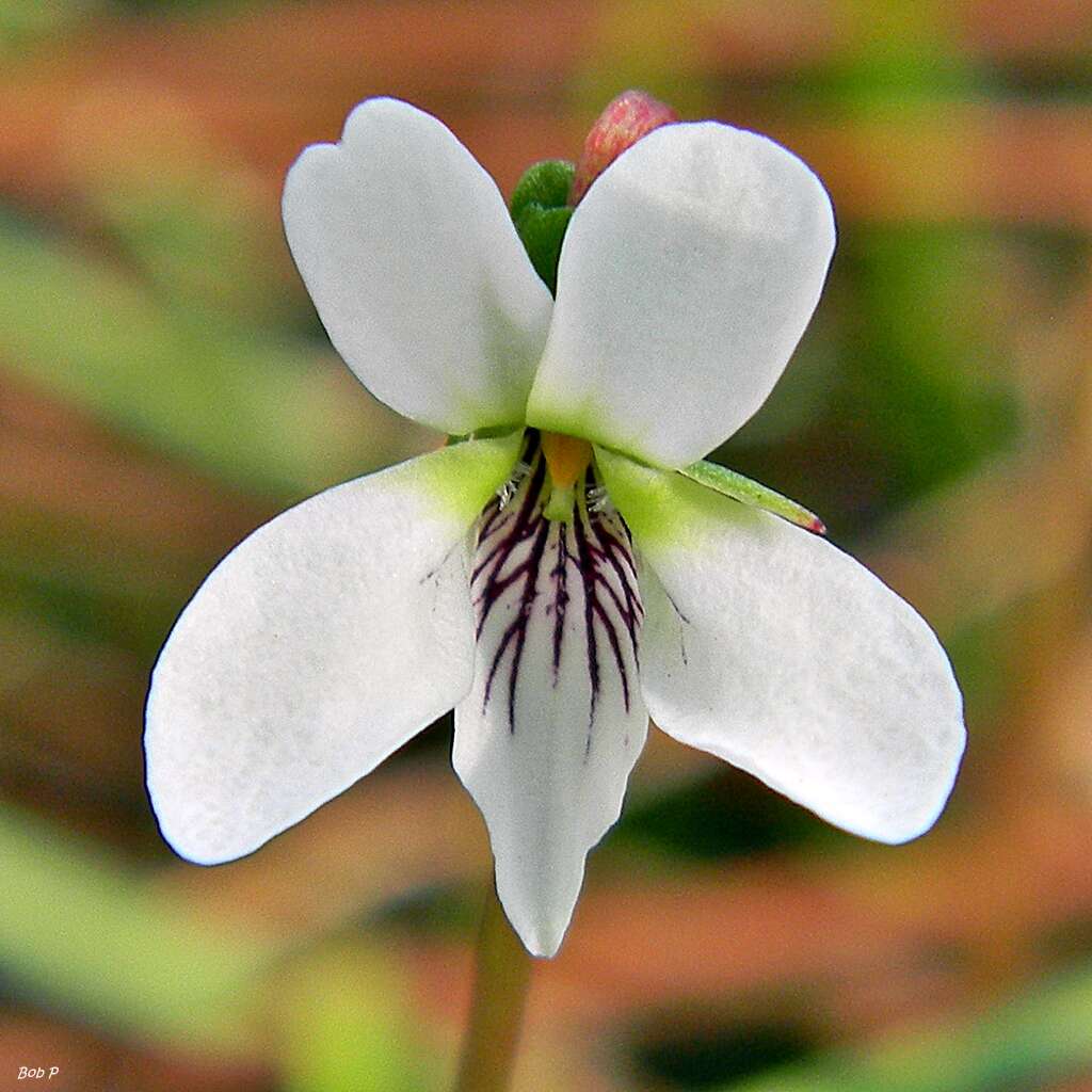 Image of bog white violet