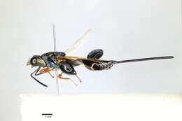 Image of Hymenoptera