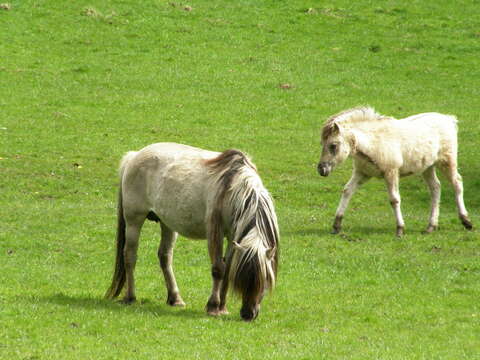 Image of Equus subgen. Equus Linnaeus 1758