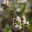 صورة Spyridium obcordatum (Hook. fil.) W. M. Curtis