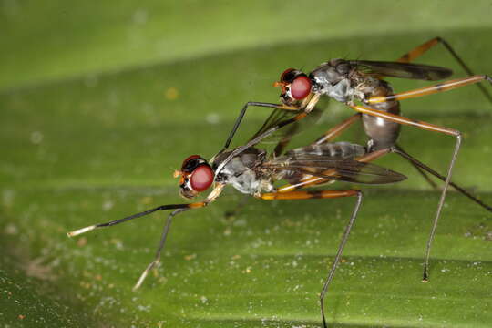 Image of stilt-legged flies