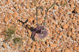 Image of Stylidium hymenocraspedum Wege