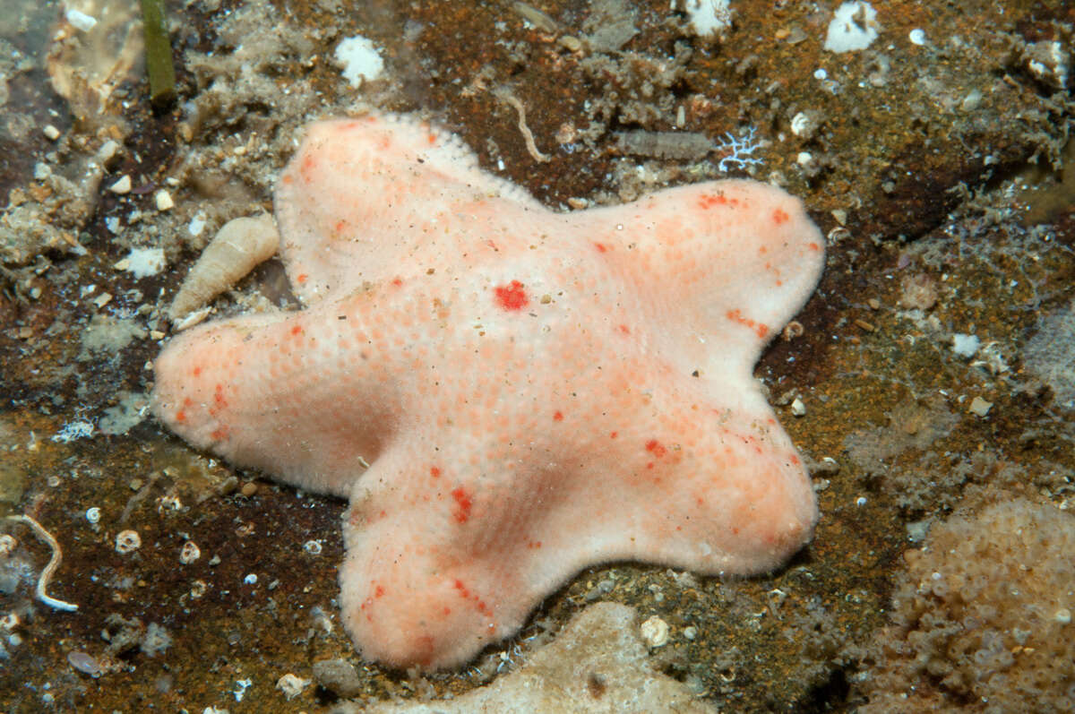 Image of Asternidae