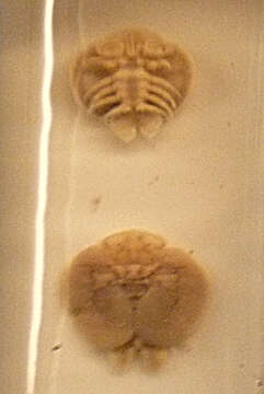 Image of fish lice