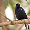 Image of Tawny-shouldered Blackbird