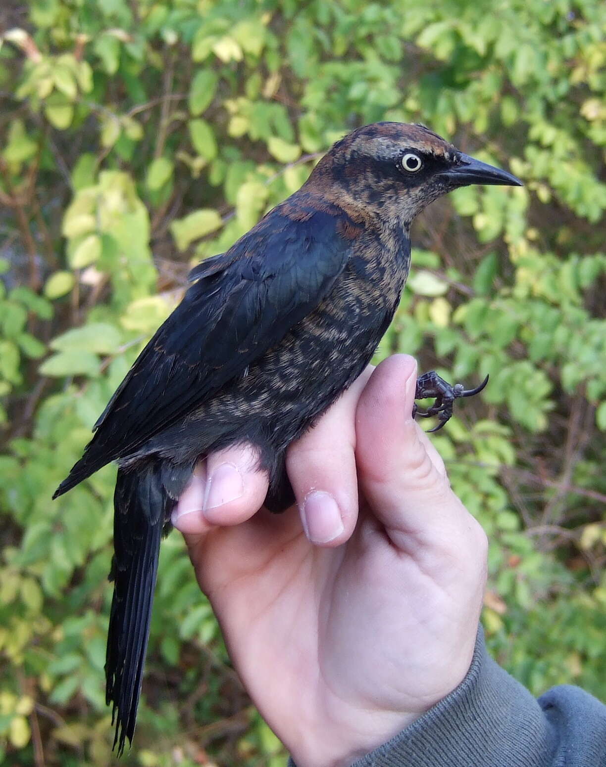 Image de Quiscale rouilleux