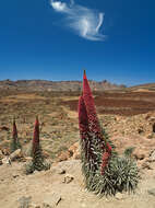 Image of Echium wildpretii H. H. W. Pearson ex Hook. fil.