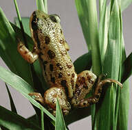 Image of Boreal Chorus Frog