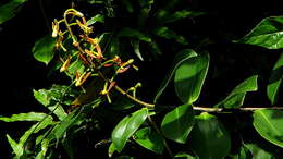 صورة Souroubea guianensis Aubl.