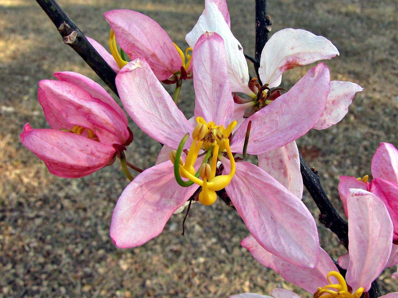 Image of apple blossom