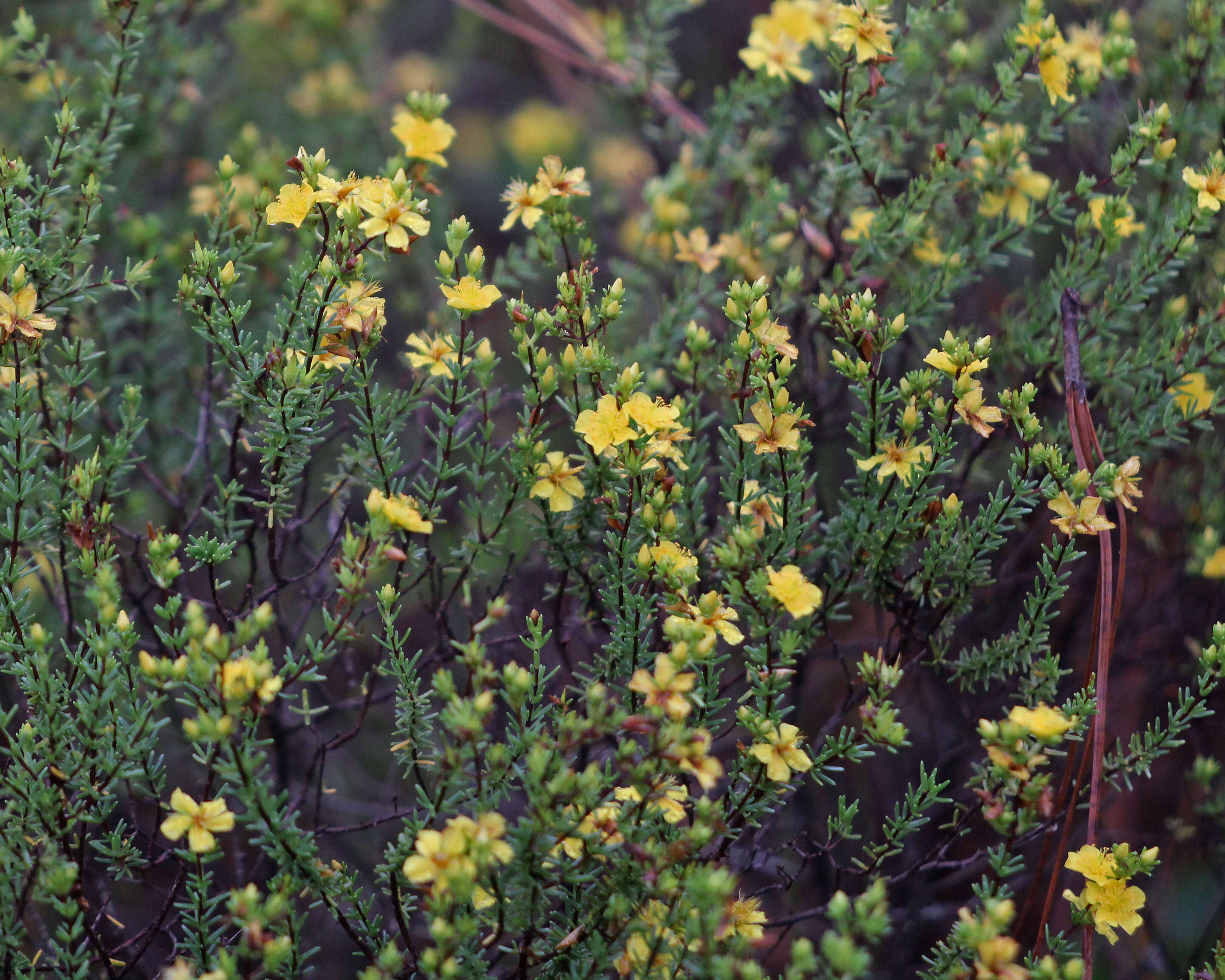 Image of Atlantic St. John's-Wort