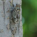 Image de Cicada barbara lusitanica