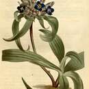 Image of Bigleaf Gentian