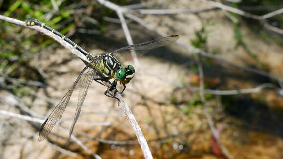 Imagem de Austrogomphus Selys 1854