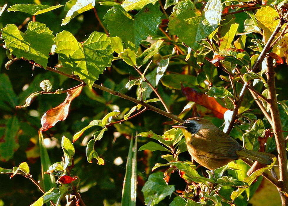 Image of Common Yellowthroat