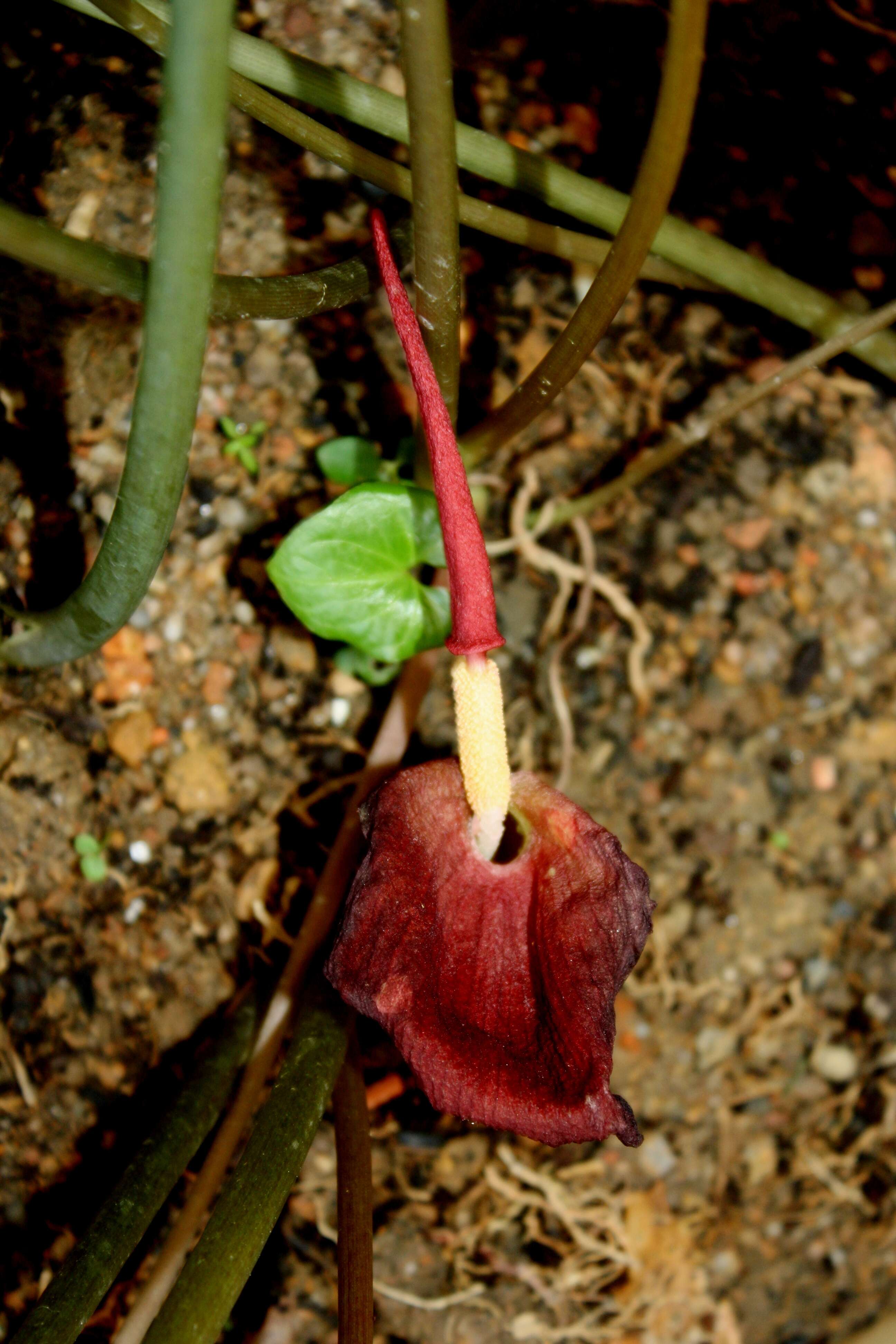 Typhonium trilobatum (L.) Schott的圖片