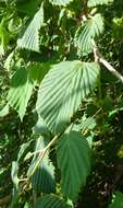 Imagem de Corylopsis glabrescens Franch. & Sav.