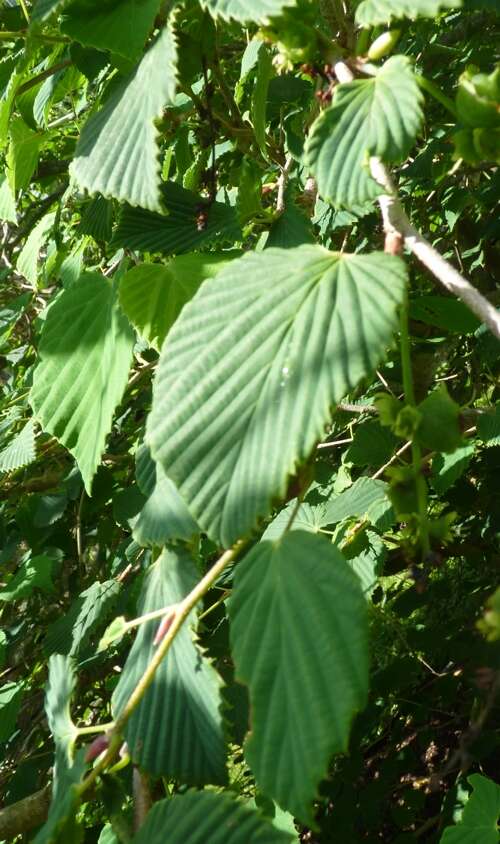 Image of winter hazel