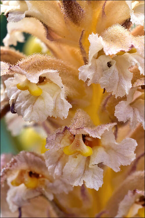 Image of Orobanche lutea Baumg.