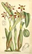 Image of Prosthechea spondiada (Rchb. fil.) W. E. Higgins