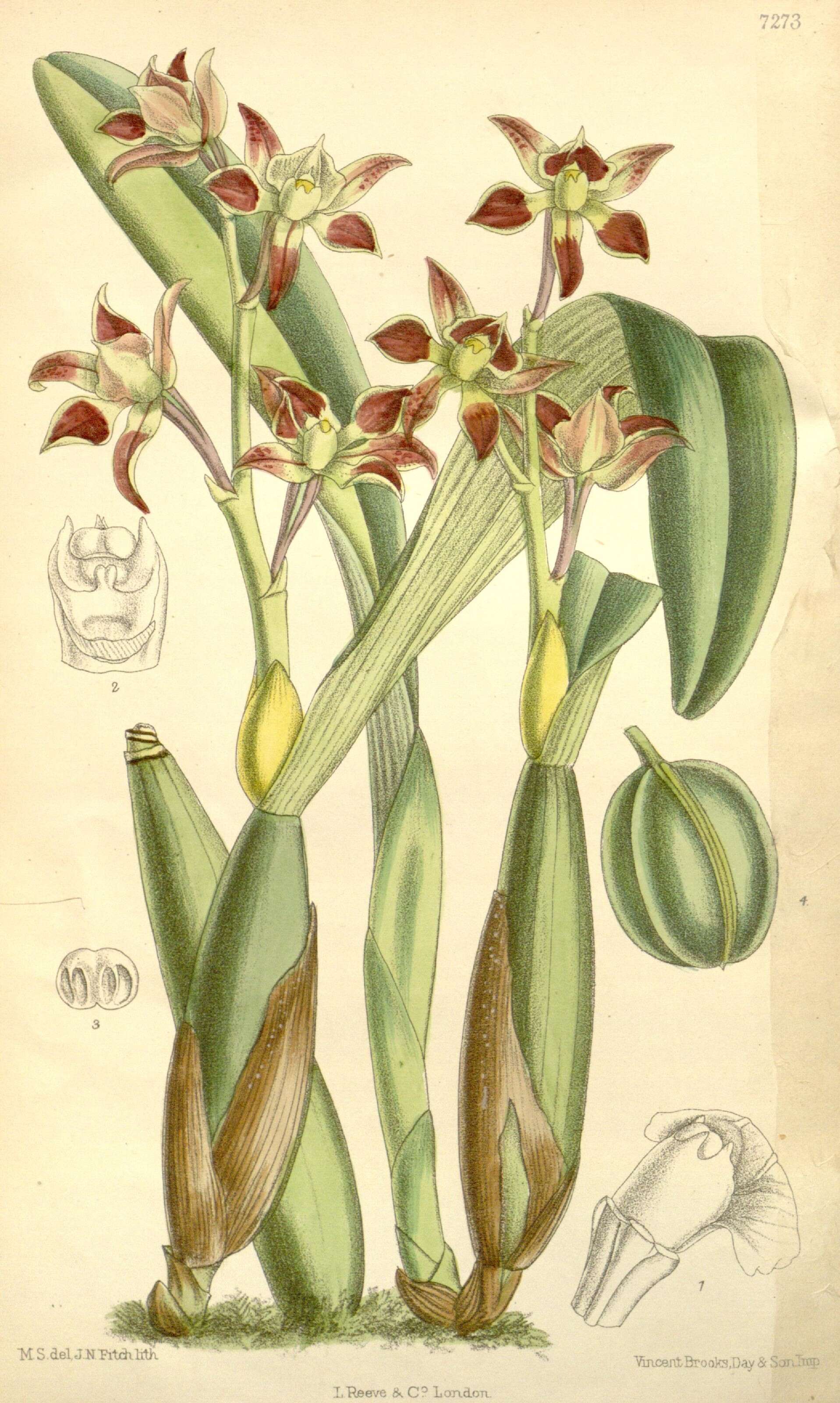 Plancia ëd Prosthechea spondiada (Rchb. fil.) W. E. Higgins