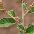 Image of Pomaderris oraria subsp. oraria