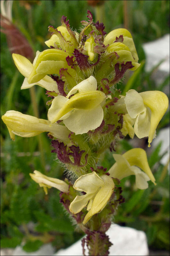 Image of Pedicularis julica E. Mayer