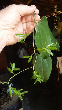 Dioscorea marginata Griseb.的圖片