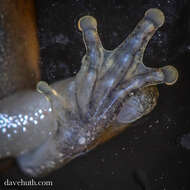 Image of Gray Treefrog