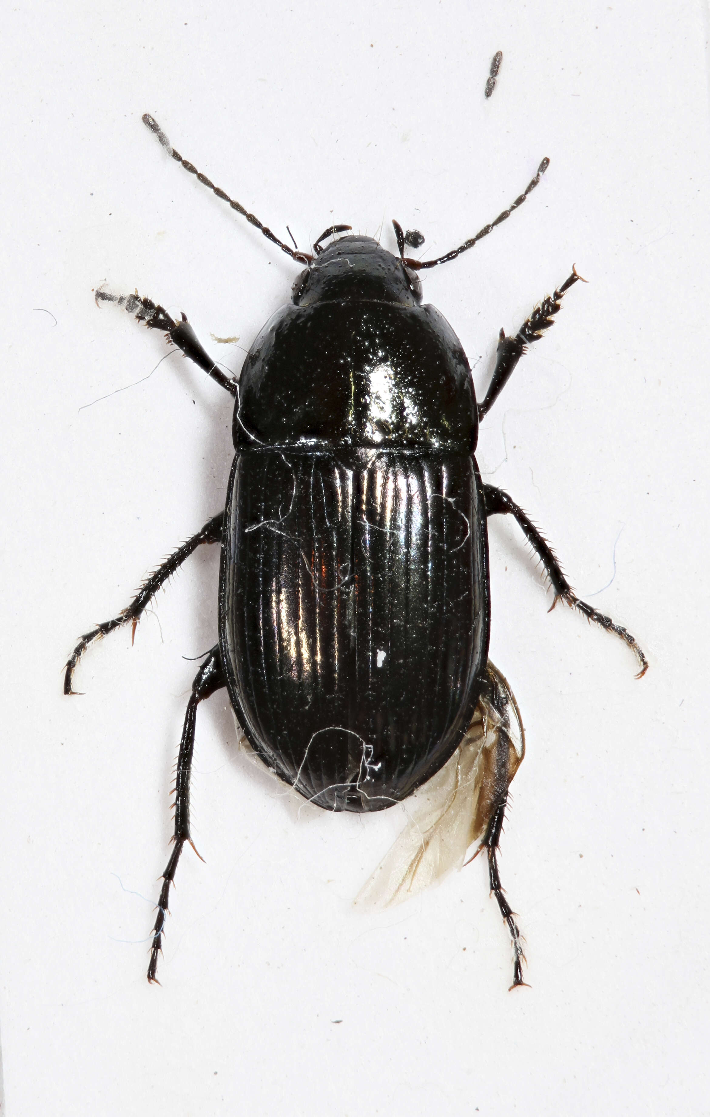 Image de Amara (Amara) lunicollis Schiödte 1837