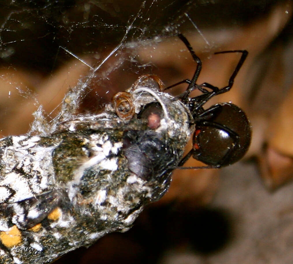 Image of Western Black Widow spider