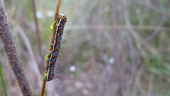 Imagem de Hecatesia fenestrata Boisduval 1829