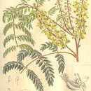 Caesalpinia vernalis Benth. resmi