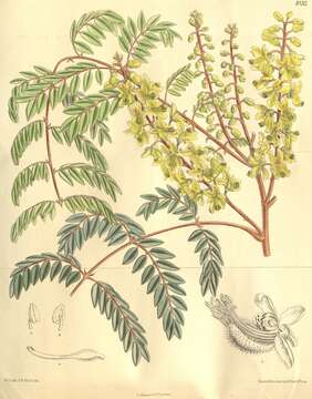 Imagem de Caesalpinia vernalis Benth.