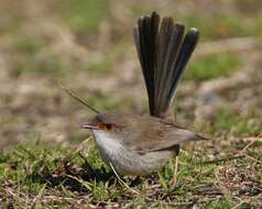 Image of fairywrens and relatives