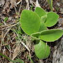 Primula auricula subsp. balbisii (Lehm.) Nyman resmi