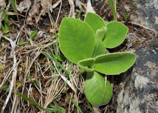 Primula auricula subsp. balbisii (Lehm.) Nyman resmi