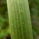 Image of Echinodorus floribundus (Seub.) Seub.