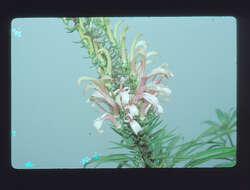Слика од Trematolobelia singularis H. St. John