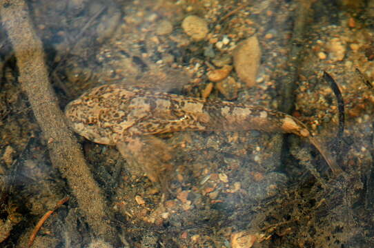 Image of Sculpin