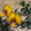 Image of Bossiaea obcordata (Vent.) Druce