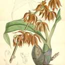 Image of Mormodes ocanae Linden & Rchb. fil.