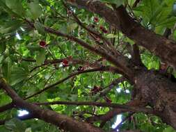 Image of Malay Apple